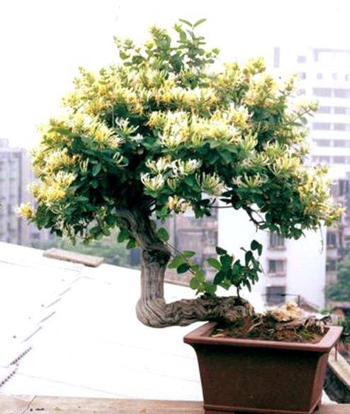 盆景金銀花栽培養護 原來(lái)如此好養(圖1)